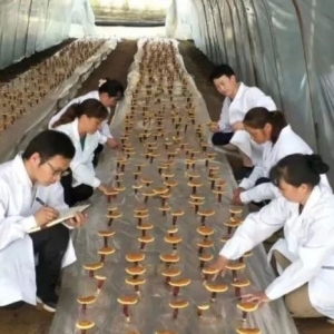 【技术交流】大别山赤芝生态栽培关键技术