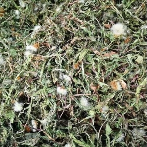 药财有道|单品分析：蒲公英的行情春天来了？