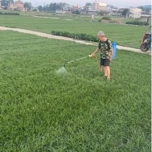 药财有道|2023年川麦冬行情走势分析