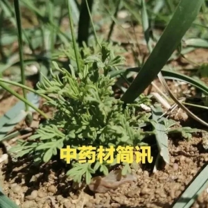 河北：酸枣仁坚挺，生地、菊花、地丁、北沙参等价下滑，荆芥平稳