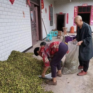 青海省海东市乐都区马厂乡大黄产新