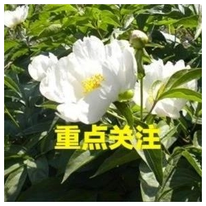 【截至10月9日】增至504个！22省市中药材趁鲜切制品种汇总！