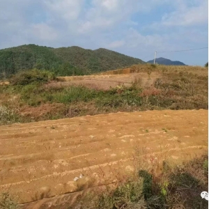 安徽岳西石关乡茯苓产新