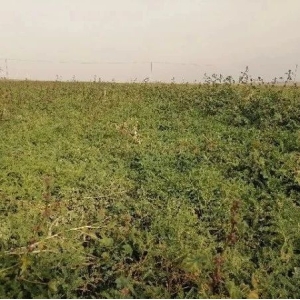 2023年10月10日内蒙古固阳县黄芪产地快讯