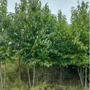 高鹏说药材之产地药材对接信息：河南滑县杜仲树大货出售