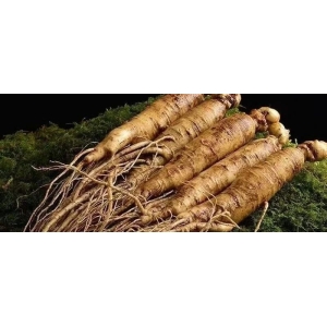 10月13日国家级万良人参市场最新价格