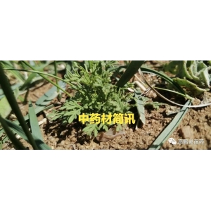 高鹏说药材：大宗类中药材（贸易）购销活动开始了