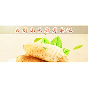大别山天麻考察记