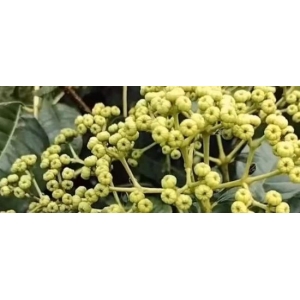 吴茱萸产新已全面结束 未来还有商机吗？
