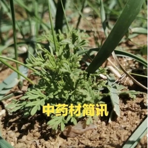 高鹏说药材：最新！全国23个省市中药材趁鲜切制品种增至521个