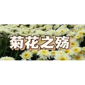 菊花之殇