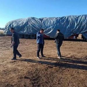 2023年10月24日张掖民乐产地快讯（张掖黄芪采挖进入高峰期，交易价格稳定）