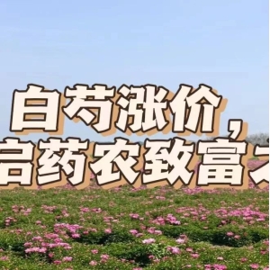 白芍涨价，开启药农致富之旅