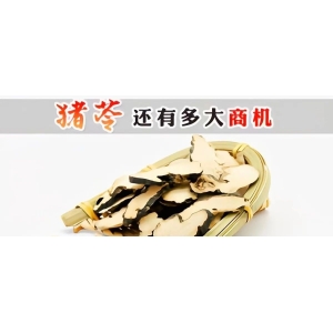 猪苓还有多大商机