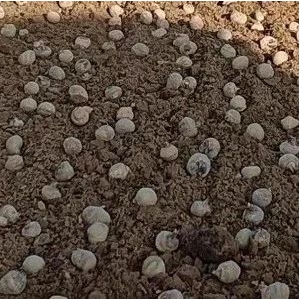 2023年10月26日产地中药材收购价格