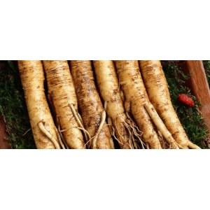 10月26日国家级万良人参市场最新价格