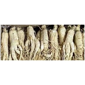 10月28日国家级万良人参市场最新价格