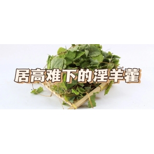 居高难下的淫羊藿