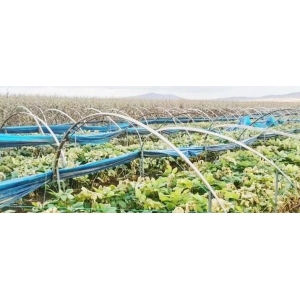 安国药市10月点评：中药材行情在进行深刻调整