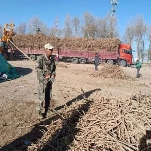 2023年11月2日张掖民乐产地快讯（黄芪鲜货大部分已成交；当归鲜货采挖待售）