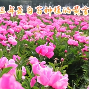 未来三年是白芍种植的黄金三年