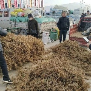 2023年11月6日文峰康美中药材市场快讯（款冬花鲜货关注度高，柴胡、柴胡籽价格