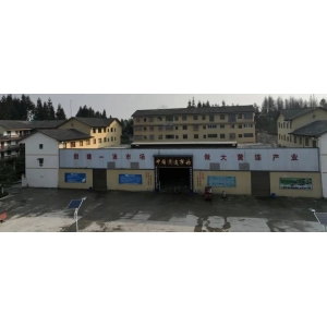 石柱黄连~资讯