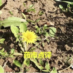 高鹏说药材：中药材价格整体呈降价趋势，步入理性回调阶段