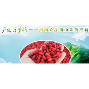 产区万里行——河南桑坪镇山茱萸产新