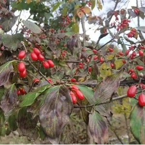 河南桑坪镇山茱萸产新