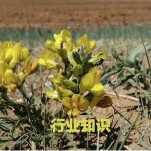 99.9%的人都会读错的中药，你对了吗？（校正完整版）