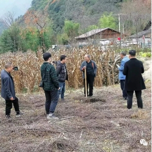 陕西省汉中市留坝县江口镇猪苓即将开始产新