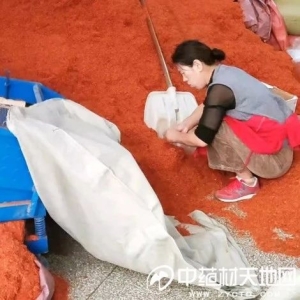 高位震荡的红花后市行情何去何从？