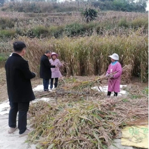 贵州兴仁薏苡仁产新及加工考察