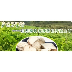 产区万里行--江西樟树家种防己开始上市