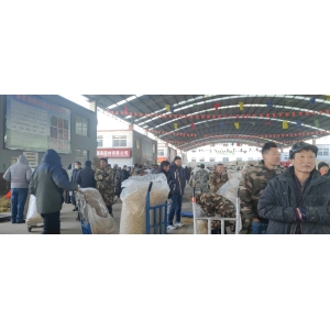 平邑金银花药材产地价格(2023.11.24)