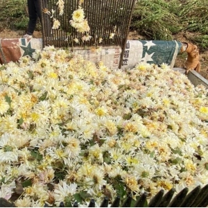 安徽亳州菊花产新即将结束