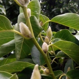 辛夷花简析