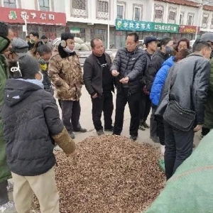 2023年12月5日文峰康美中药材市场快讯（款冬花上货量逐渐减少，成交价格坚挺）