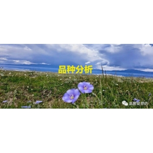 高鹏说药材：进入12月，还有哪些药材品种仍值得关注？