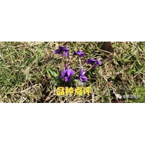 高鹏说药材：雨雪天气来临，产地上新转缓，药市整体下滑速度持续