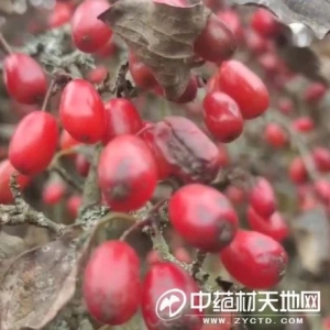 产新追踪：山茱萸产新进入后期 后市还能再涨吗？