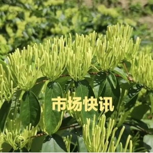高鹏说药材：2023年12月13日白术、辛夷花、粉姜价升，麦
