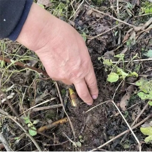 药财有道 | 重楼—野生变家种品基本面分析