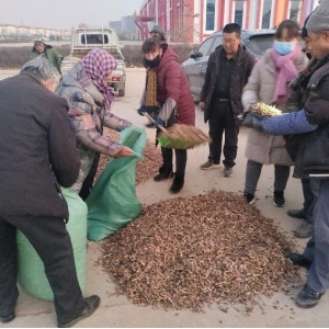 2023年12月15日文峰康美中药材市场快讯（款冬花产新接近结束）