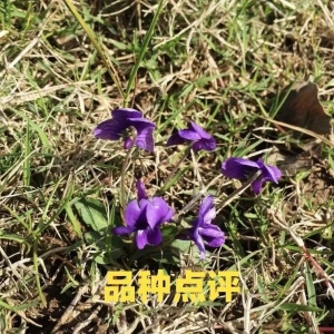 高鹏说药材：今后一个时期还有哪些药材品种可以选择种植？