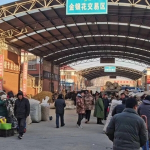 平邑金银花药材产地价格(2023.12.21)