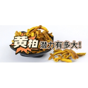 黄柏潜力有多大