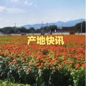 高鹏说药材：2023年12月27日各大产地药材收购价格行情