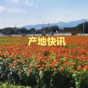 高鹏说药材：2023年12月28日各大产地药材收购价格行情